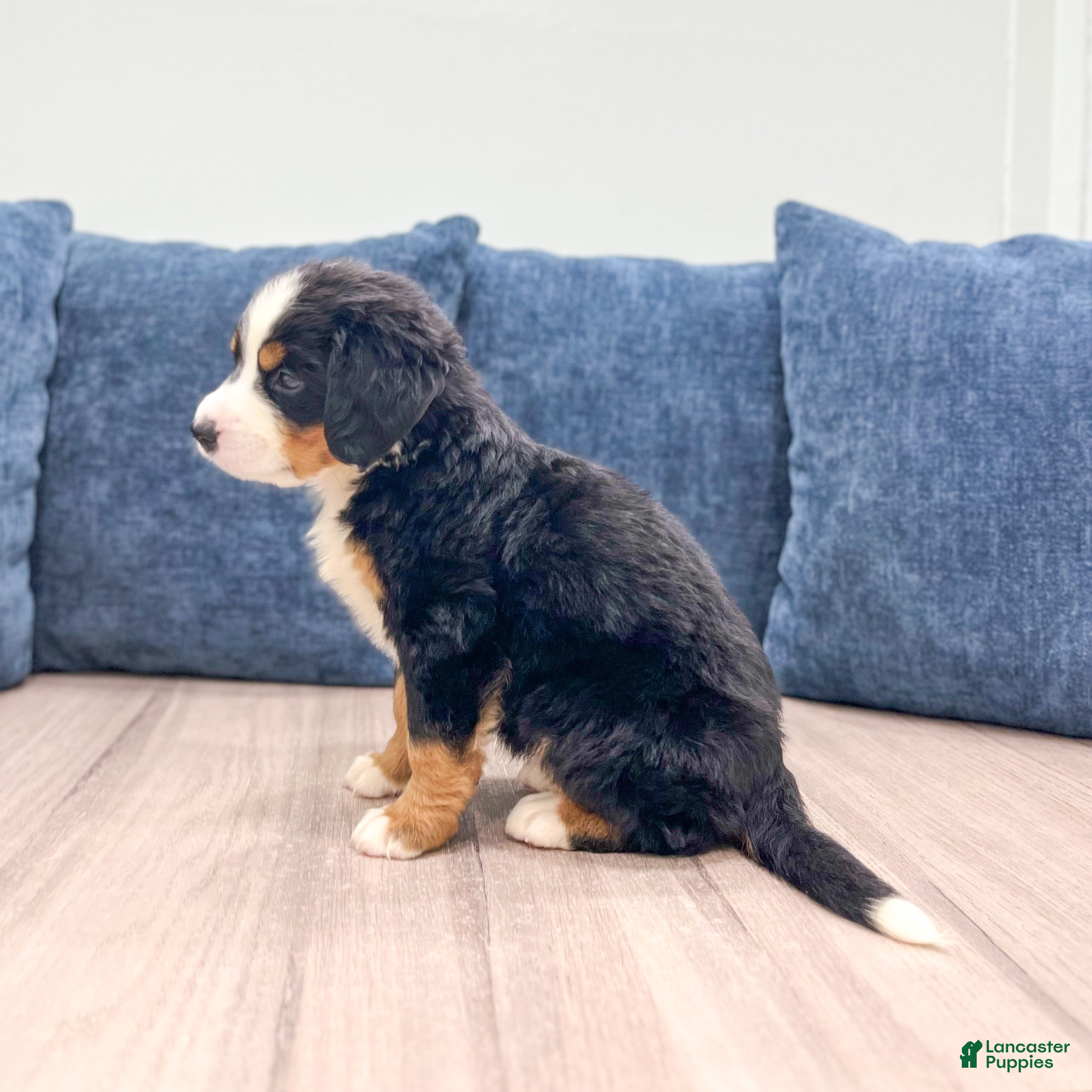 Bernese Mountain Dog dogs Jersey - Ad 2