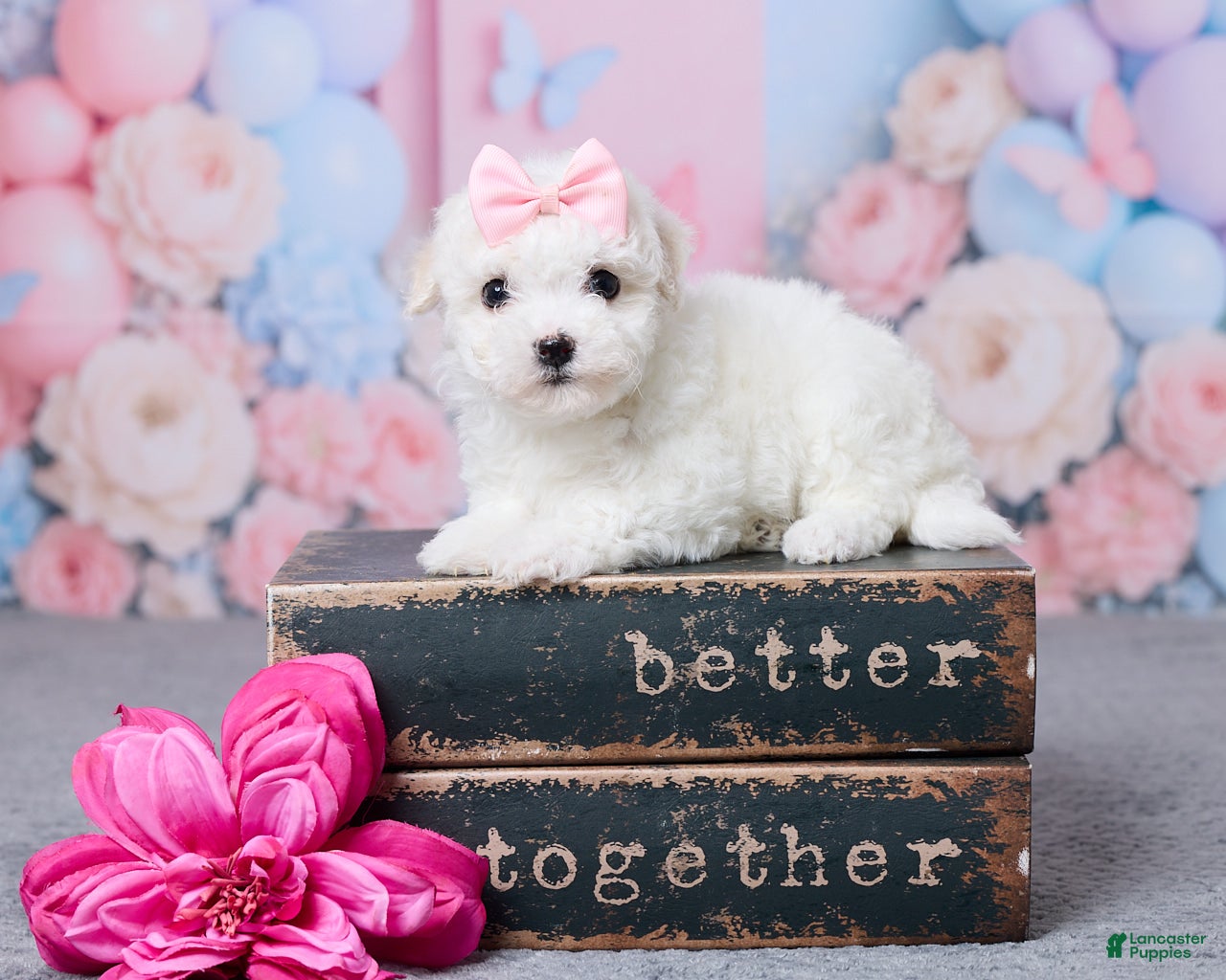 Bichon Frise dogs Willow - Ad 1