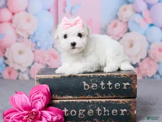 Bichon Frise dogs for sale: Willow - Ad 1