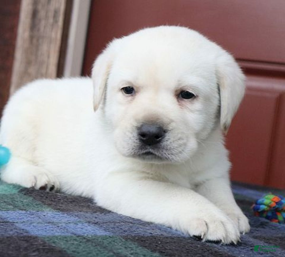 Labrador Retriever dogs for sale: Jackson - Champ lines - Ad 3