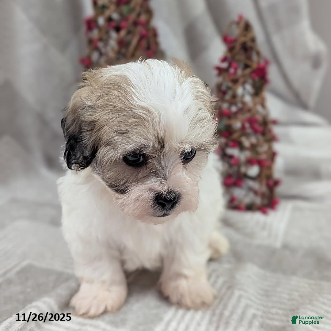 Teddy Bear dogs for sale: Isaiah - Ad 2