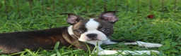 Boston Terrier dogs for sale: Lucy - Ad 7