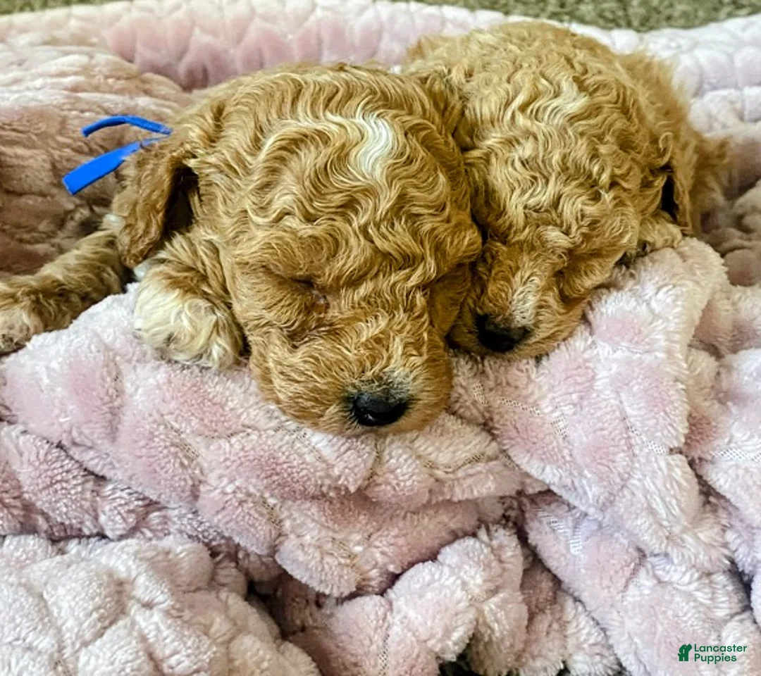 Toy Poodle dogs for sale: SWEET ROWAN - Ad 2
