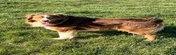Australian Shepherd dogs for sale: Tremor  - Ad 9