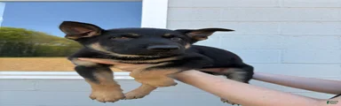 Jax