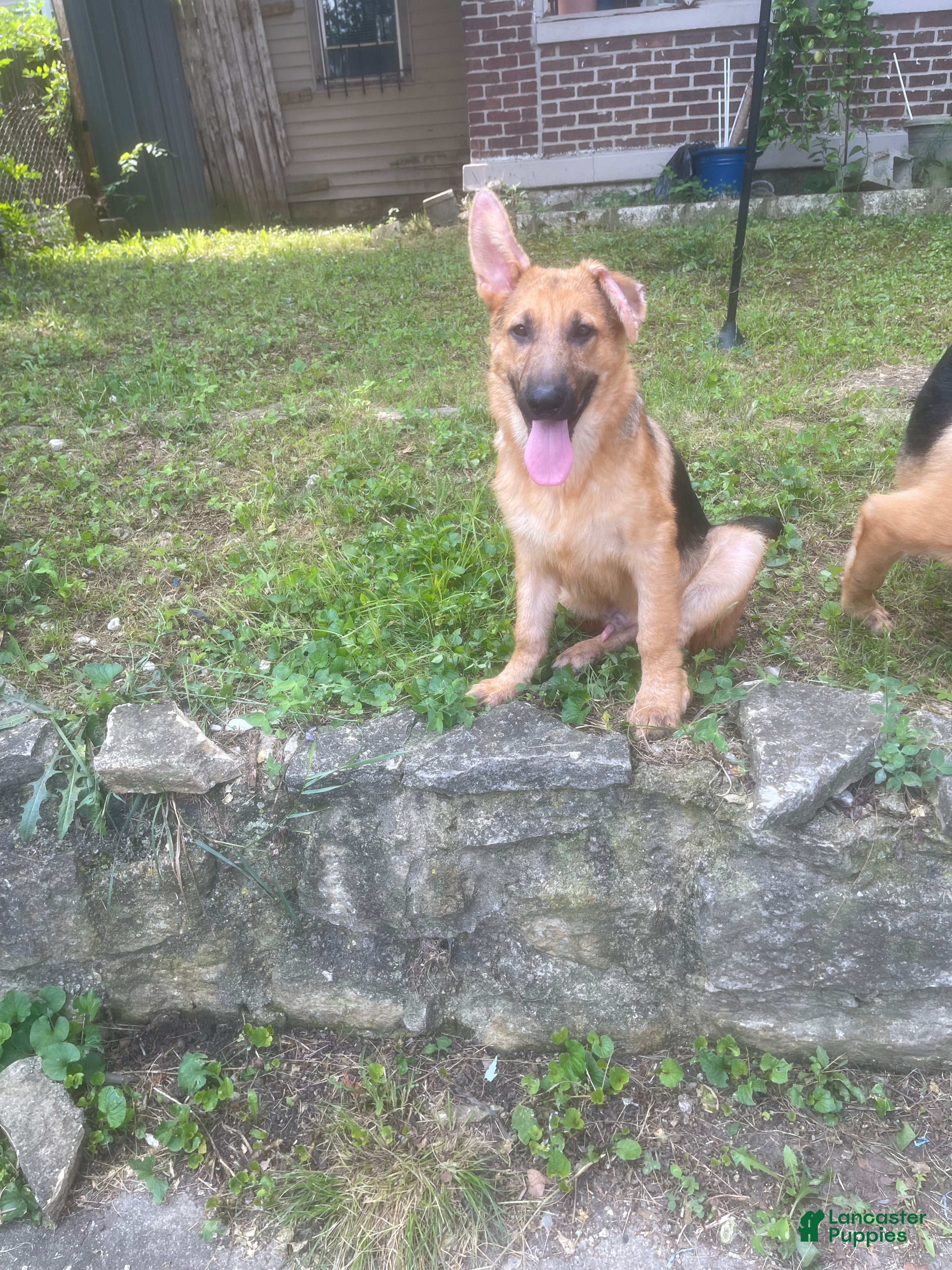 German Shepherd dogs Frack - Ad 1