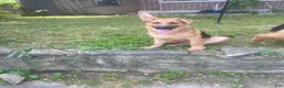 German Shepherd dogs for sale: Frack - Ad 1
