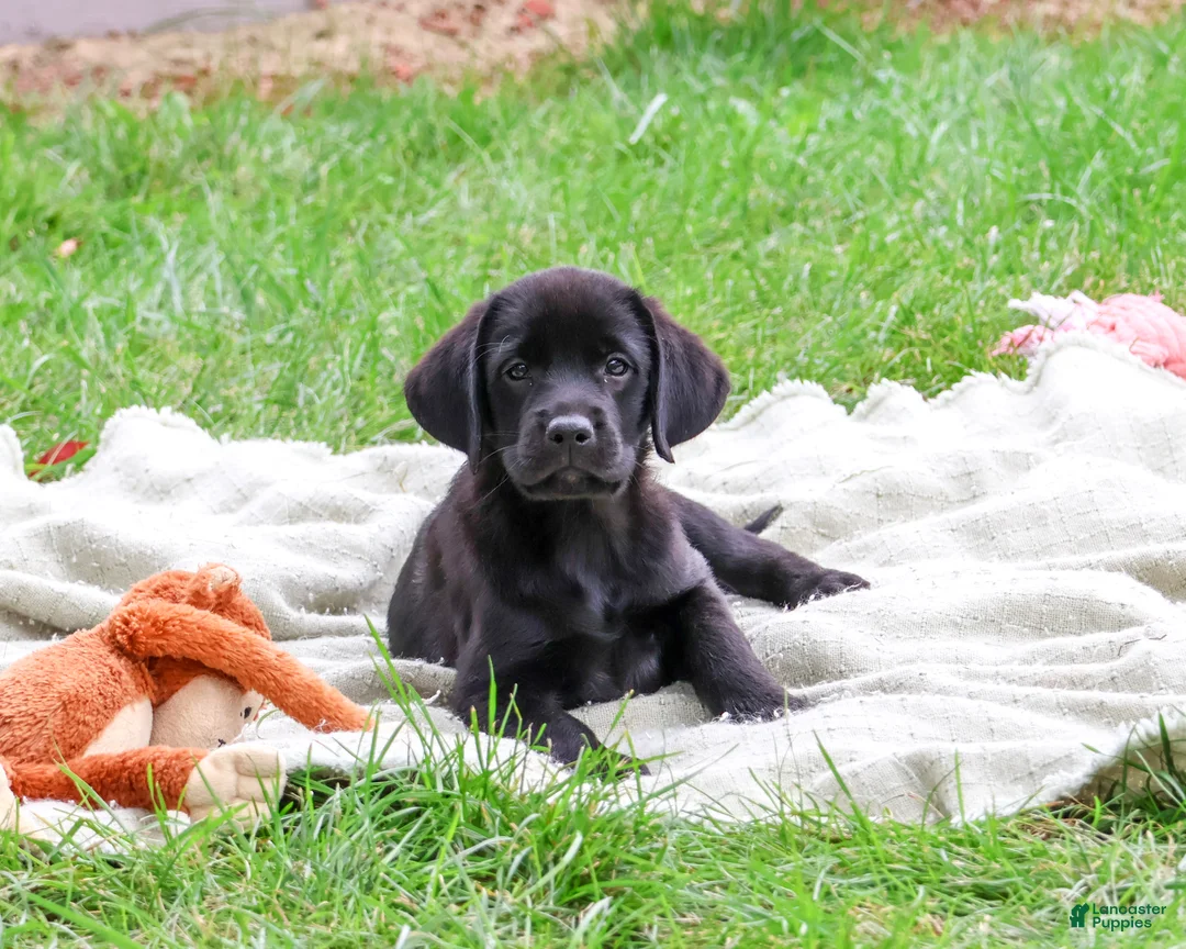 Labrador Retriever dogs for sale: Eloise - Ad 1