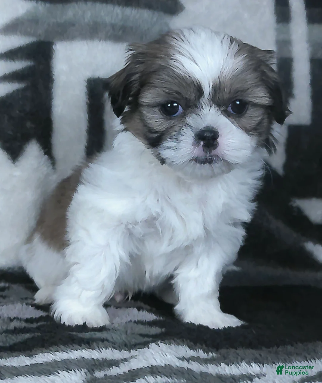Shih Tzu dogs for sale: Alex - Ad 3