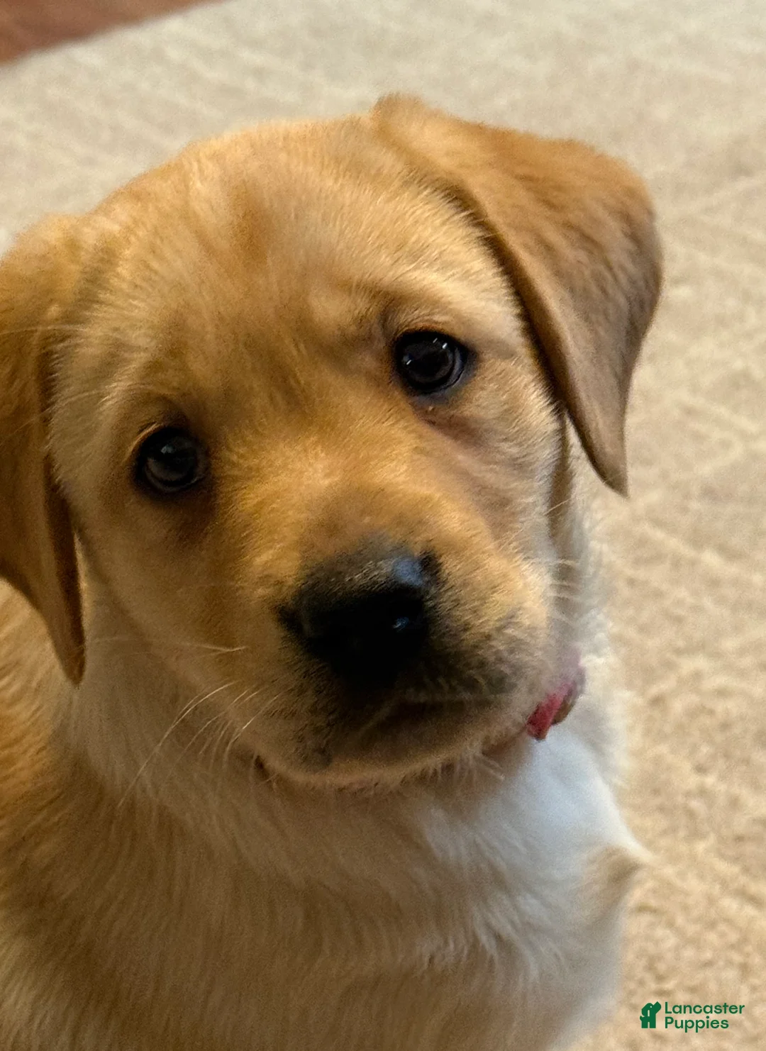Labrador Retriever dogs for sale: Ellie  - Ad 7