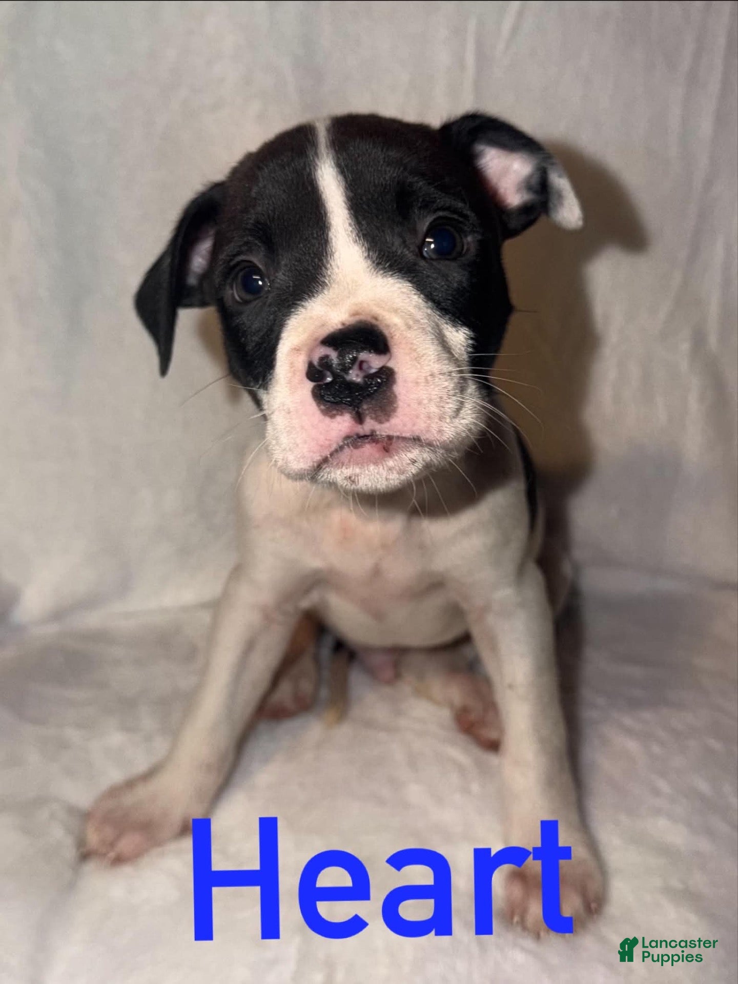 American Staffordshire Terrier dogs for sale: Heart (Male) - Ad 5