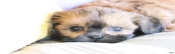 Shihpoo dogs for sale: Serena - Ad 3