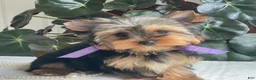 Yorkshire Terrier dogs for sale: Tucker - Ad 16