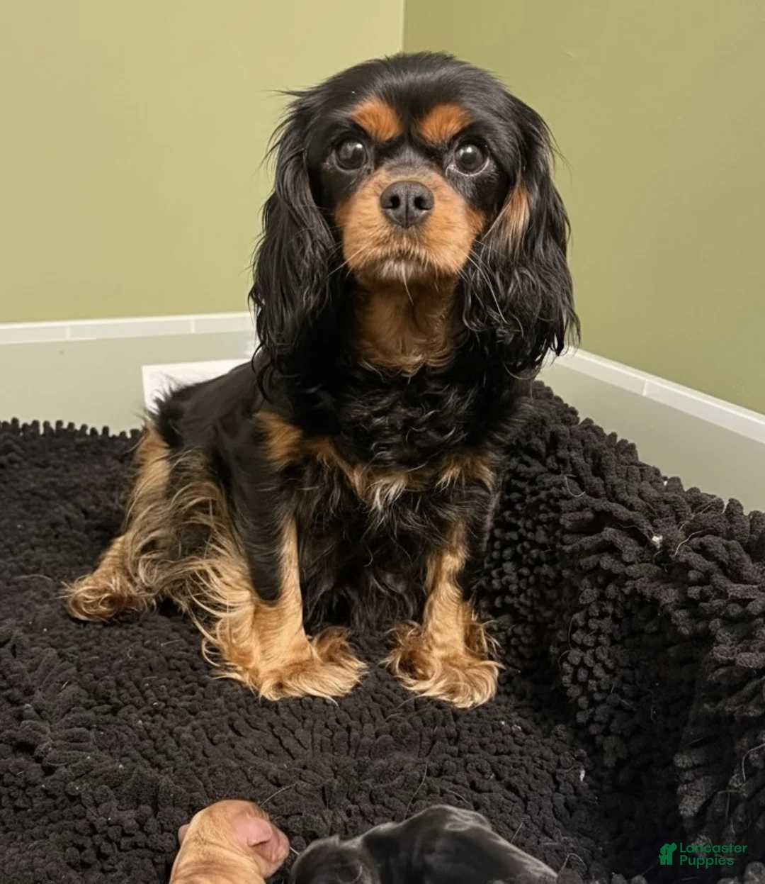 Cavalier King Charles Spaniel dogs for sale: Bea - Ad 2