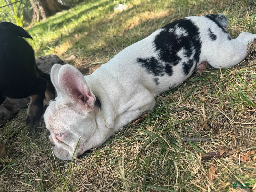 French Bulldog dogs for sale: French Bulldog 7 - Ad 4
