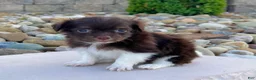 Havanese dogs for sale: Rosey - Ad 3