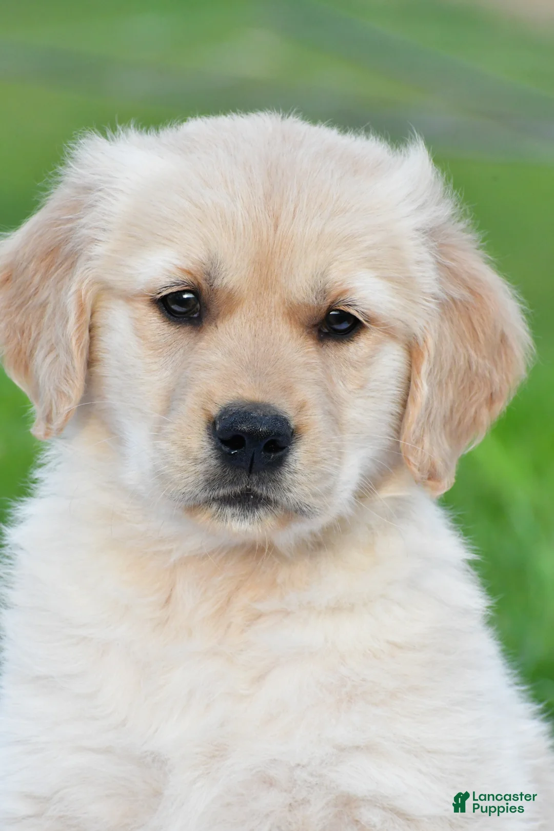 Golden Retriever dogs for sale: Diesel - Ad 1