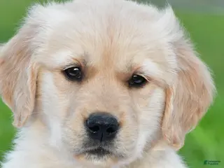 Golden Retriever dogs for sale: Diesel - Ad 2