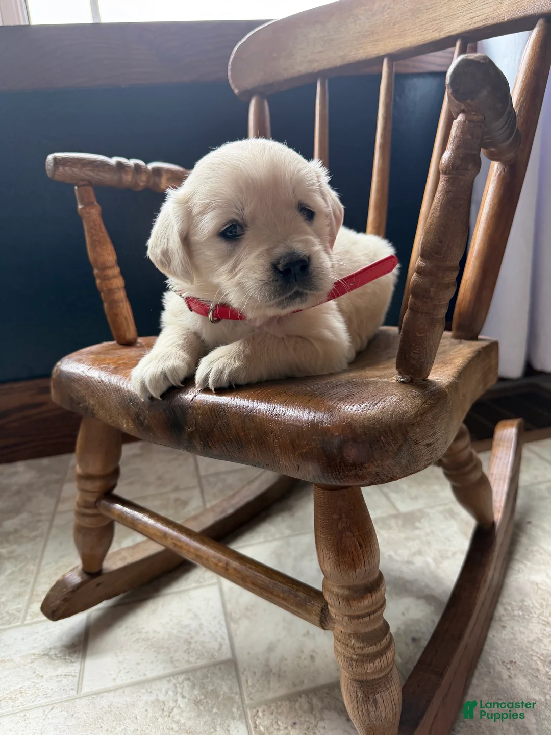 Golden Retriever dogs for sale: Bree - Ad 2