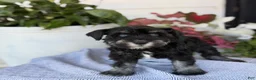 Miniature Schnauzer dogs for sale: Lin - Ad 7