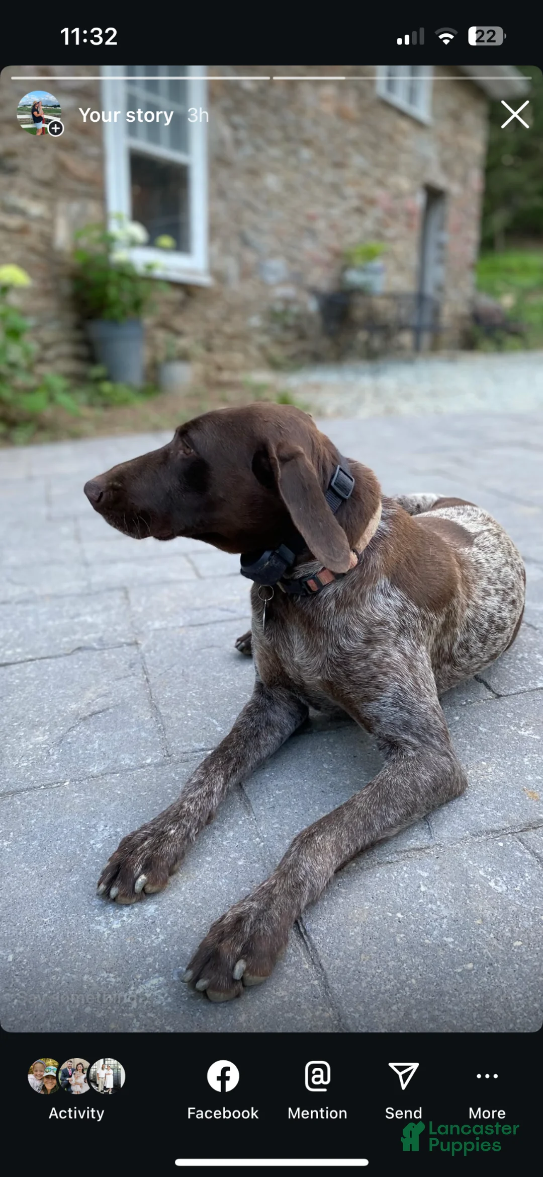 German Shorthaired Pointer dogs for sale: German Shorthaired Pointer Puppy Molly - Ad 5