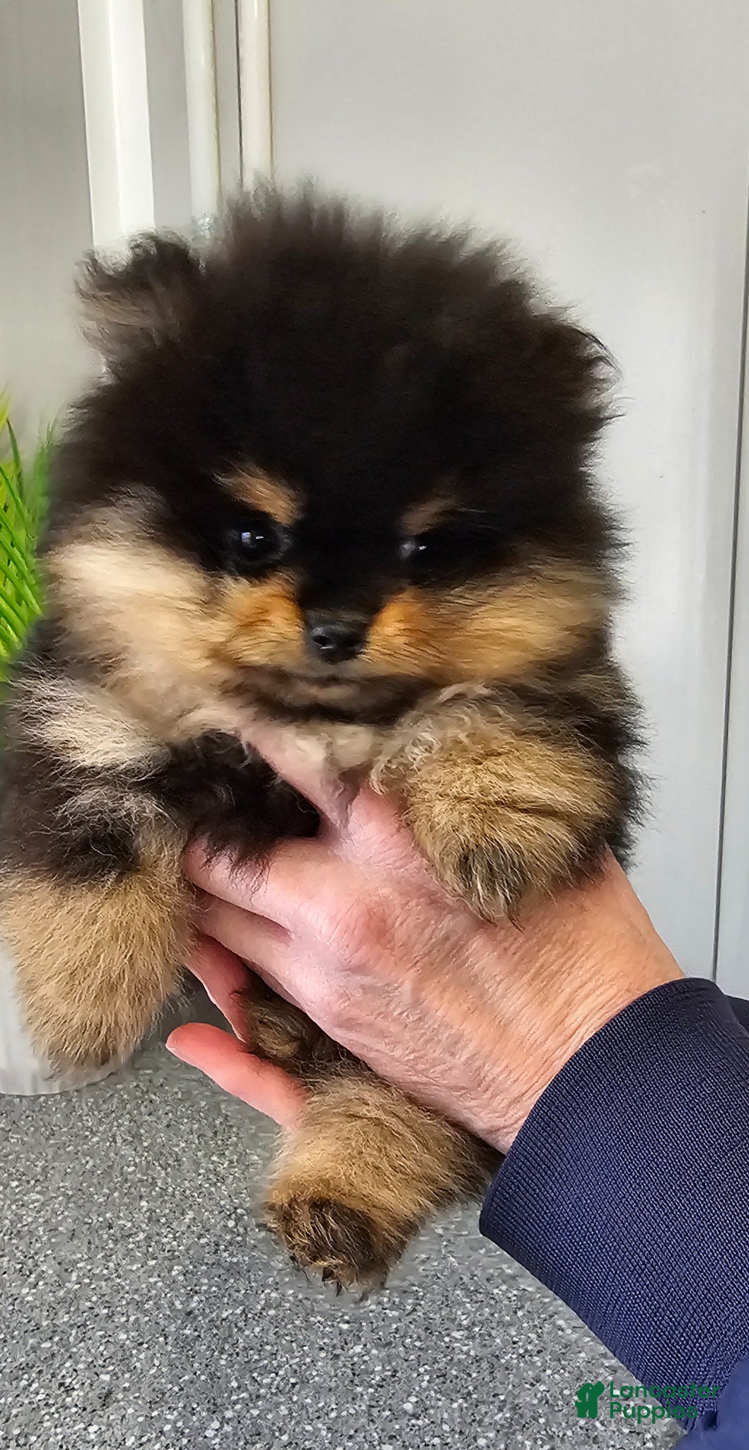 Pomeranian dogs Tiny Teddy Bear  - Ad 1