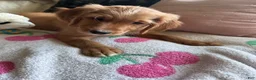 Mixed Breed dogs for sale: Griz - Ad 2