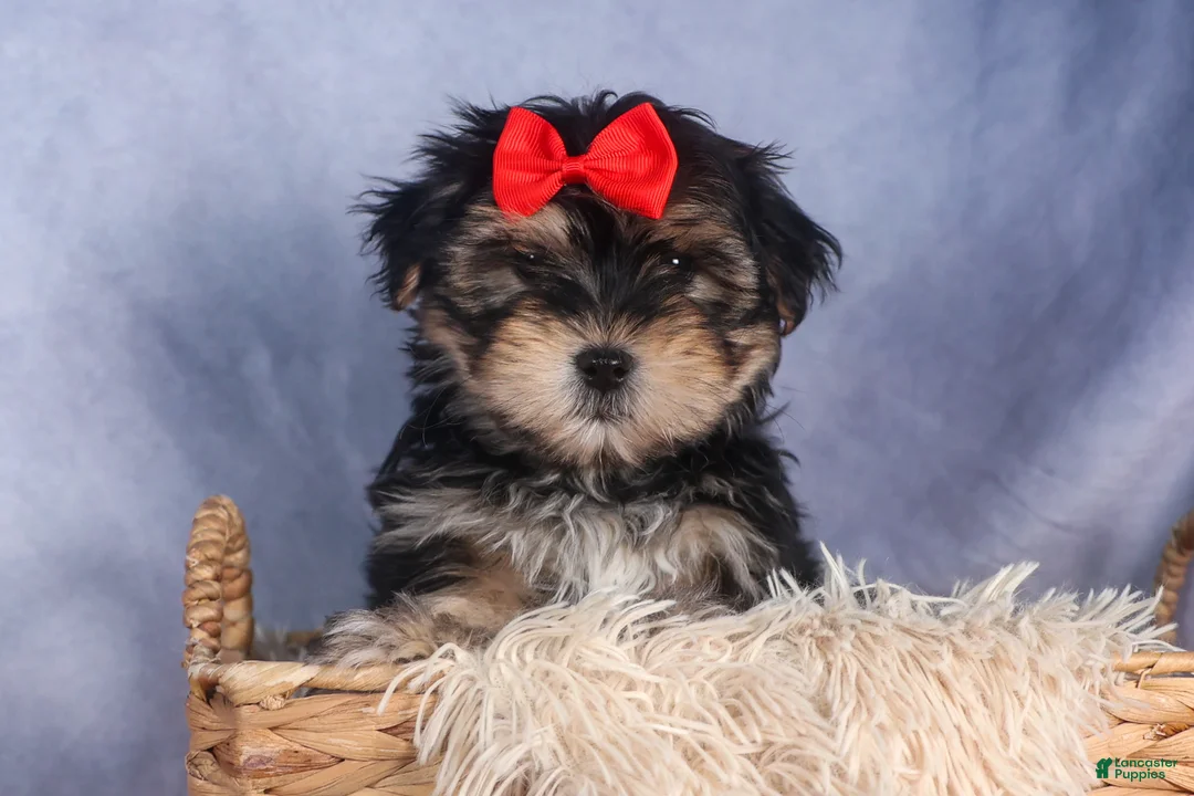 Morkie dogs for sale: Nash - Ad 4