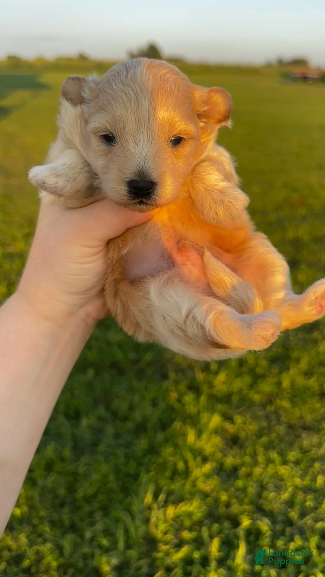Pomapoo dogs for sale: Kogu - Ad 1