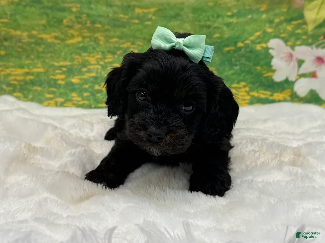 Cavapoo dogs for sale: Bently  - Ad 2