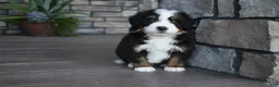 Mini Bernedoodle dogs for sale: Chip - Ad 10