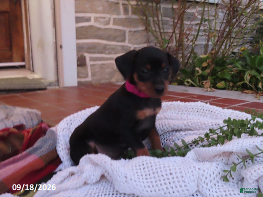 Miniature Pinscher dogs for sale: Biscuit - Ad 2
