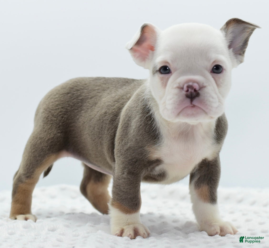 Mixed Breed dogs Lily tricolor hybrid  - Ad 1