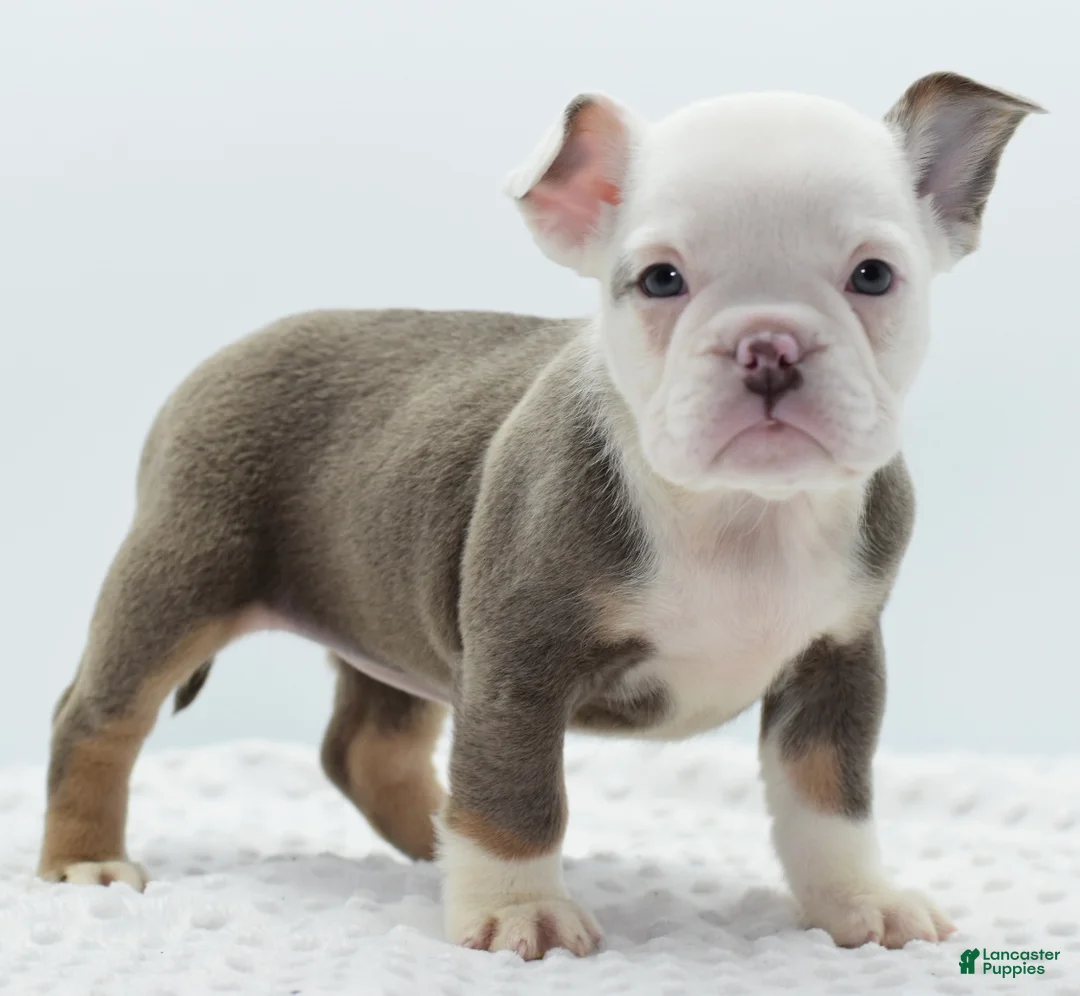 Mixed Breed dogs for sale: Lily tricolor hybrid  - Ad 22