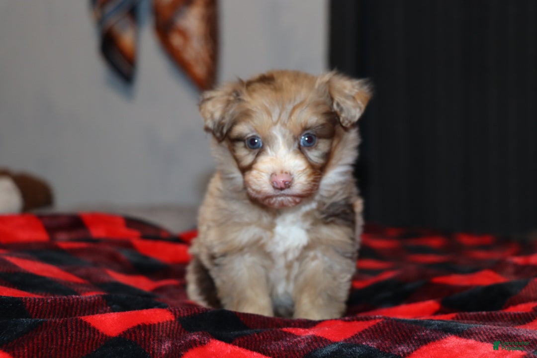 Mixed Breed dogs for sale: Poppy  - Ad 5