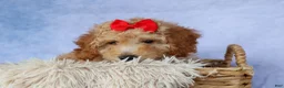 Miniature Poodle dogs for sale: WAYLON - Ad 17