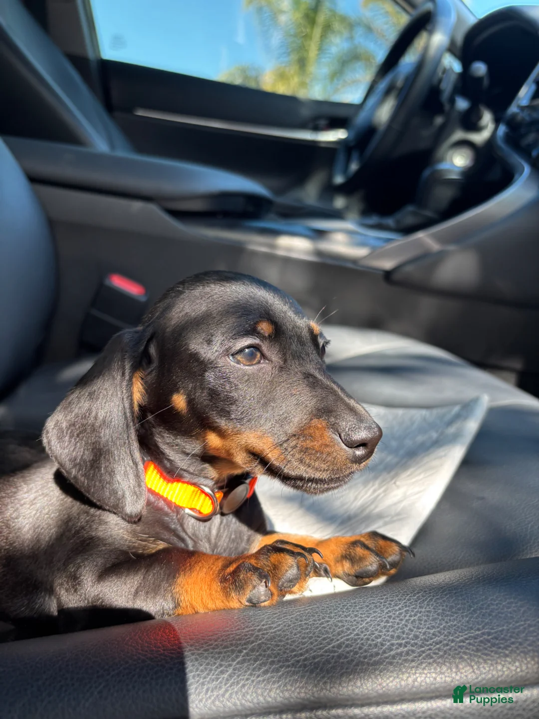 Dachshund dogs for sale: Dachshund Puppy 4 - Ad 1