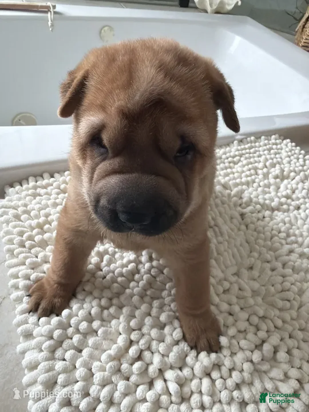 Shar Pei dogs for sale: Shar Pei Puppy 7 - Ad 3