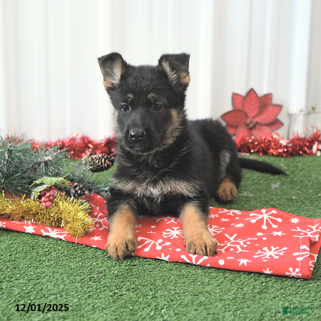 German Shepherd dogs for sale: Abby - Ad 4