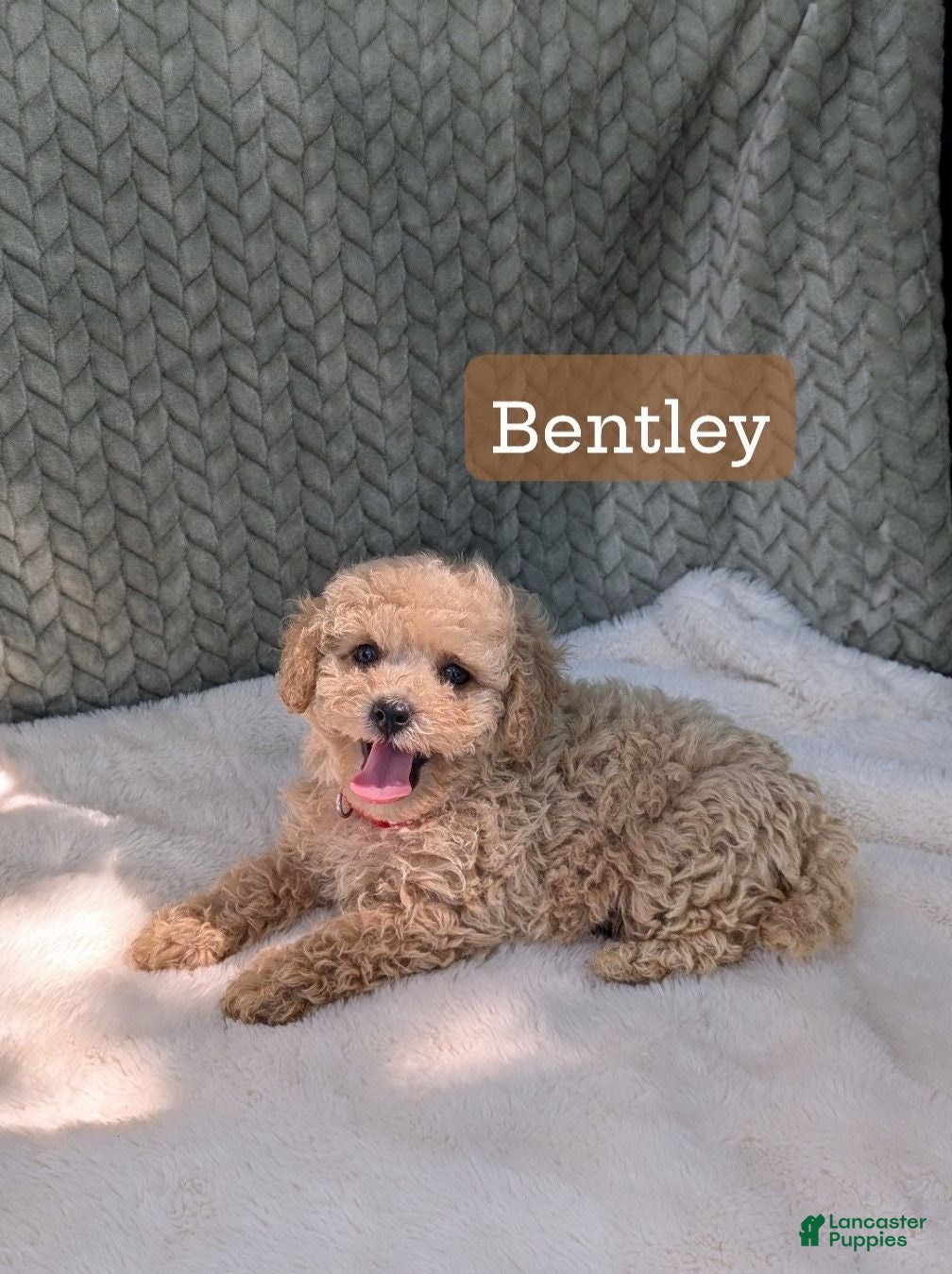 Bichpoo dogs Bentley  - Ad 1