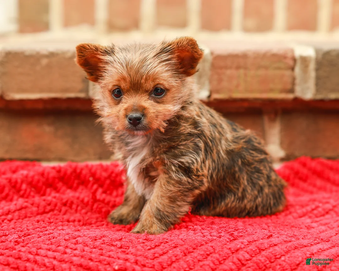 Yorkshire Terrier dogs for sale: Girly (Extra Small) - Ad 4