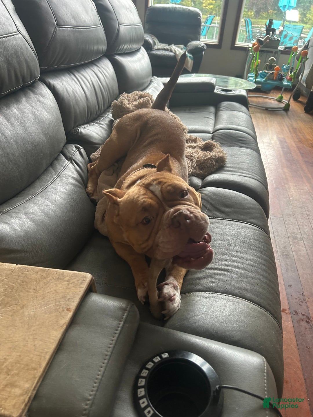 Mixed Breed dogs for sale: Mixed Breed Puppy 6 - Ad 18