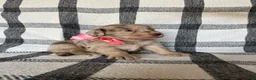 Mixed Breed dogs for sale: Harper - Ad 5