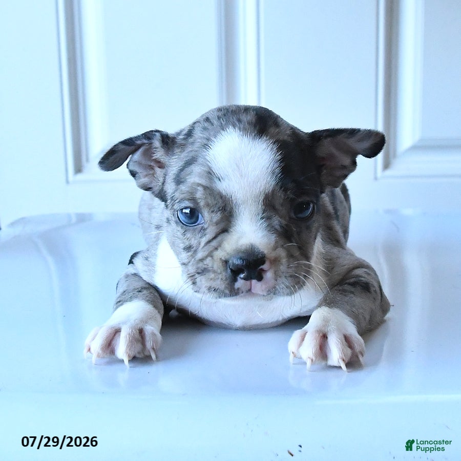 Boston Terrier dogs Jalisa - Ad 1