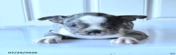 Boston Terrier dogs for sale: Jalisa - Ad 1