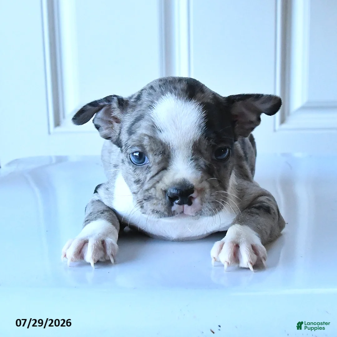 Boston Terrier dogs for sale: Jalisa - Ad 1