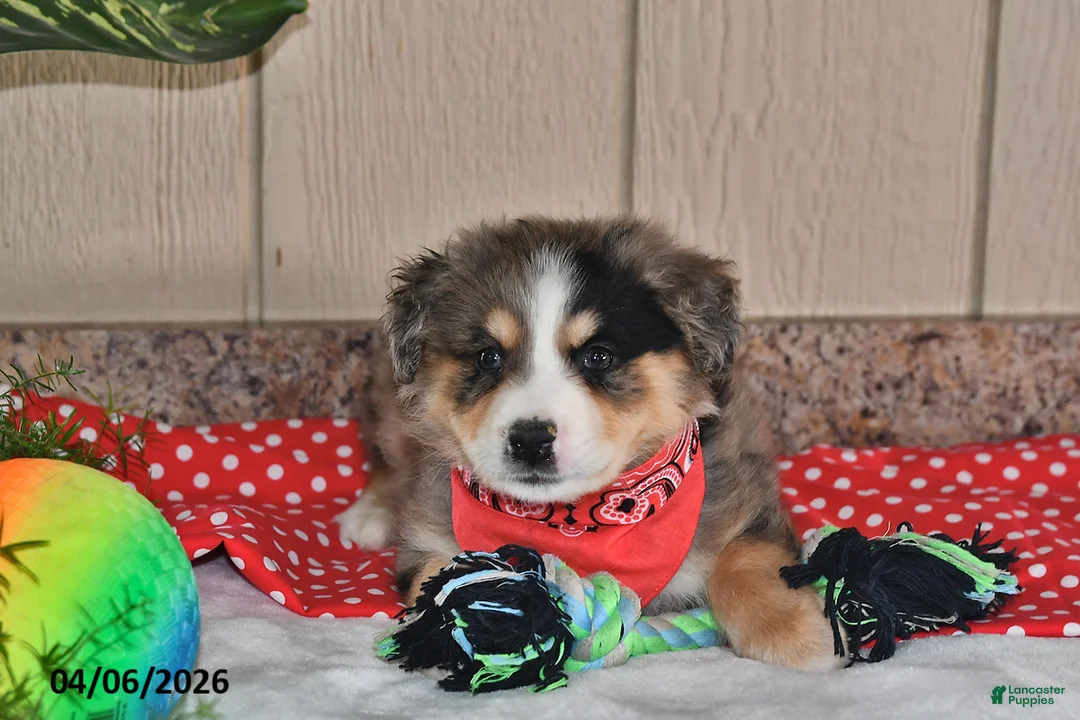 Australian Shepherd dogs for sale: Luke - Ad 2