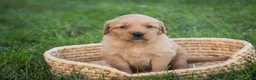 Golden Retriever dogs for sale: Jo Golden Retriever  - Ad 5