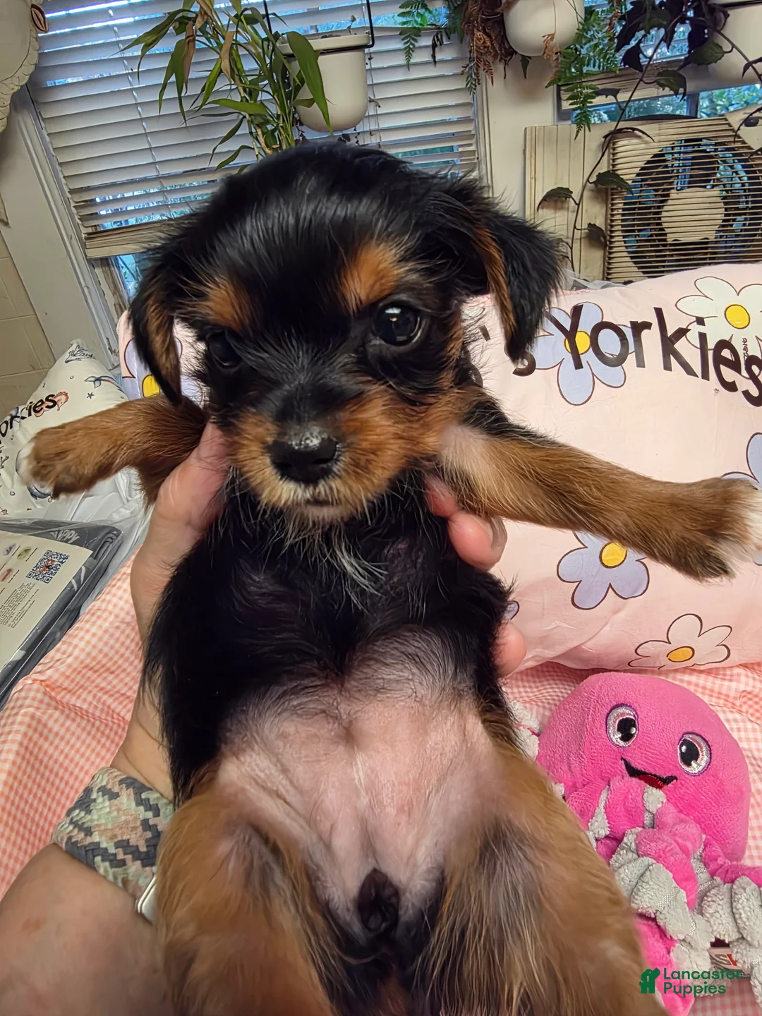 Yorkshire Terrier dogs for sale: Yorkshire Terrier Traditional girl #4 - Ad 2