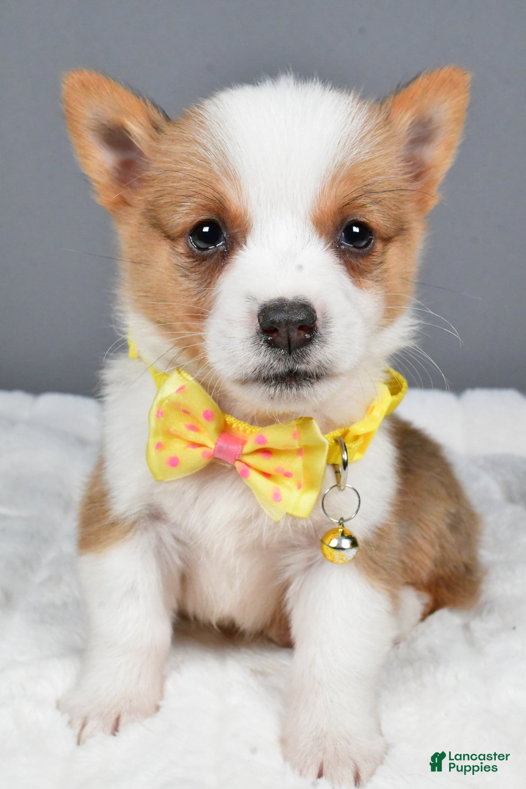 Welsh Corgi Pembroke dogs for sale: Benj - Ad 7